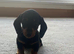 Dachshund