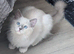 RTG!Champ,TICA, pedigree ragdoll kitten