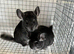 Beautiful 3 Month old, Standard Grey Sisters £90 each