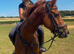 15:2hh | 6-Year-Old Mare | Exceptional All-Rounder / Pony club horse.