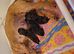 Adorable boy pups