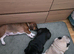 Basset Hound cross