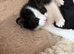 Male Kitten