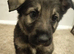 Beautiful gsd pups for sale