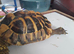 Horsefield tortoise