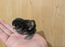 4 unsexed pekin chicks