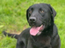 KC Registered Labrador Puppies Health-Tested Parents • Family Raised • Reservations Now Being Taken