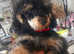 **2 STUDS AVAILABLE**FULL PEDIGREE SILVER & KC PHANTOM TOY POODLES