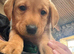 Labrador puppies