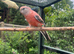Lineolated Parakeets