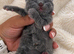 Exceptional quality British shorthair kittens