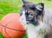 Mainecoon