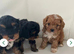 Cavapoo (Girls)