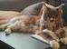 Maine coon female TICA registered and DNA tested