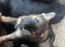 Big beautiful German shepherd puppies