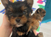Mini pedigree Yorkie girl