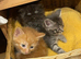 Siberian kittens