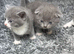 British short hair kittens