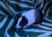 2 male Guinea pigs