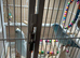 Bonded male and female American parolets