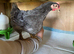 9 week old chicks for sale (only these two beauties left)