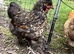 Pilkie Cockerel looking for new pastures