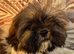 Stunning Shihtz