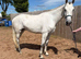 Beautiful Big Irish Mare