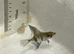 Angel fish free to good home