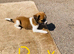 Jack Russell puppies