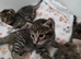 Lovely polka dots and stripped kittens
