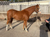 12hh Welsh section B gelding