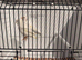 2025 white canary pair