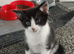 Kittens for sale