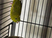 Baby parakeets