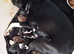 2 stunning sprollie pups ready for their forever homes