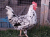 Pure Breed Chickens Brahma Sussex wyondotte ducklings and more
