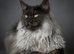 Maine Coon Kittens.. GCCF Registered and Fully Health Tested