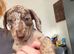 Beautiful Doxiepoo Puppies – Ready Now!