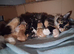 kittens for sale