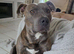 Staffy x American bulldog- last male pup