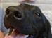 Fox Red & Black Labrador Puppies due