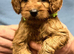 Cavapoo Puppies