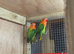 Fischer lovebirds