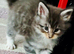 Mainecoons 1 boy and 1 girl left