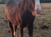Black traditional cob filly