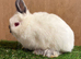 Netherland Dwarf baby Boy