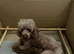 KC EXTENSIVELY HEALTH TESTED RED POODLEs