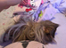 Shaun and sonic 2 male guinea pigs