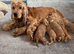 Cockapoo